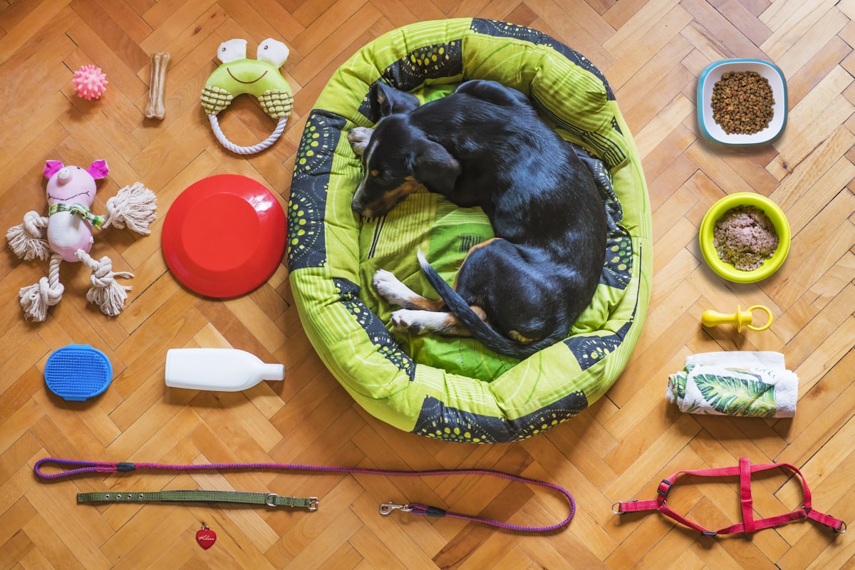 Pet bed, bowls, leads, toys and grooming items arranged on a floor